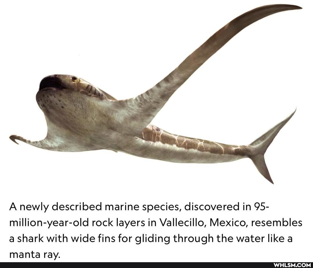 A newly described marine species, discovered in 95- million-year-old rock layers in Vallecillo, Mexico, resembles a shark with wide fins for gliding through the water like a
manta rav