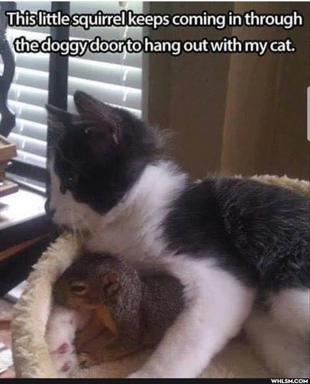 This little squirrel keeps coming in through
'Xthe'doggy,door,to hang out with my cat.