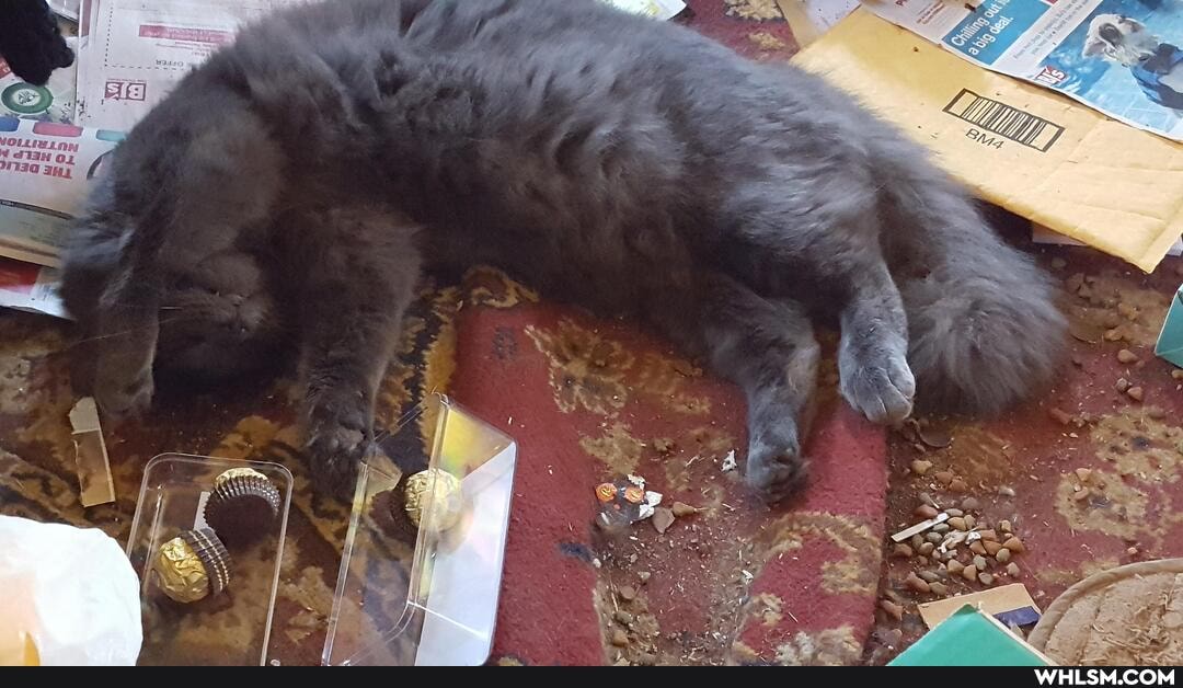 cat, mischief