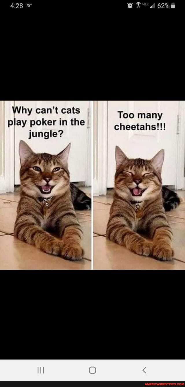 Why can't cats play poker in the jungle?
62%
Too many cheetahs!!!