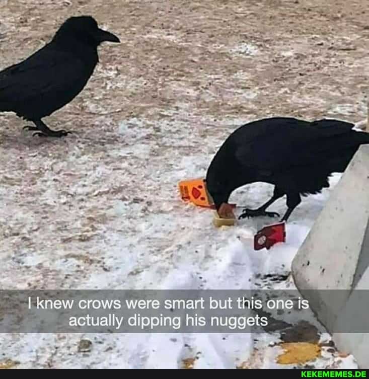 knew crows were smart but this actually dipping his nuggets
