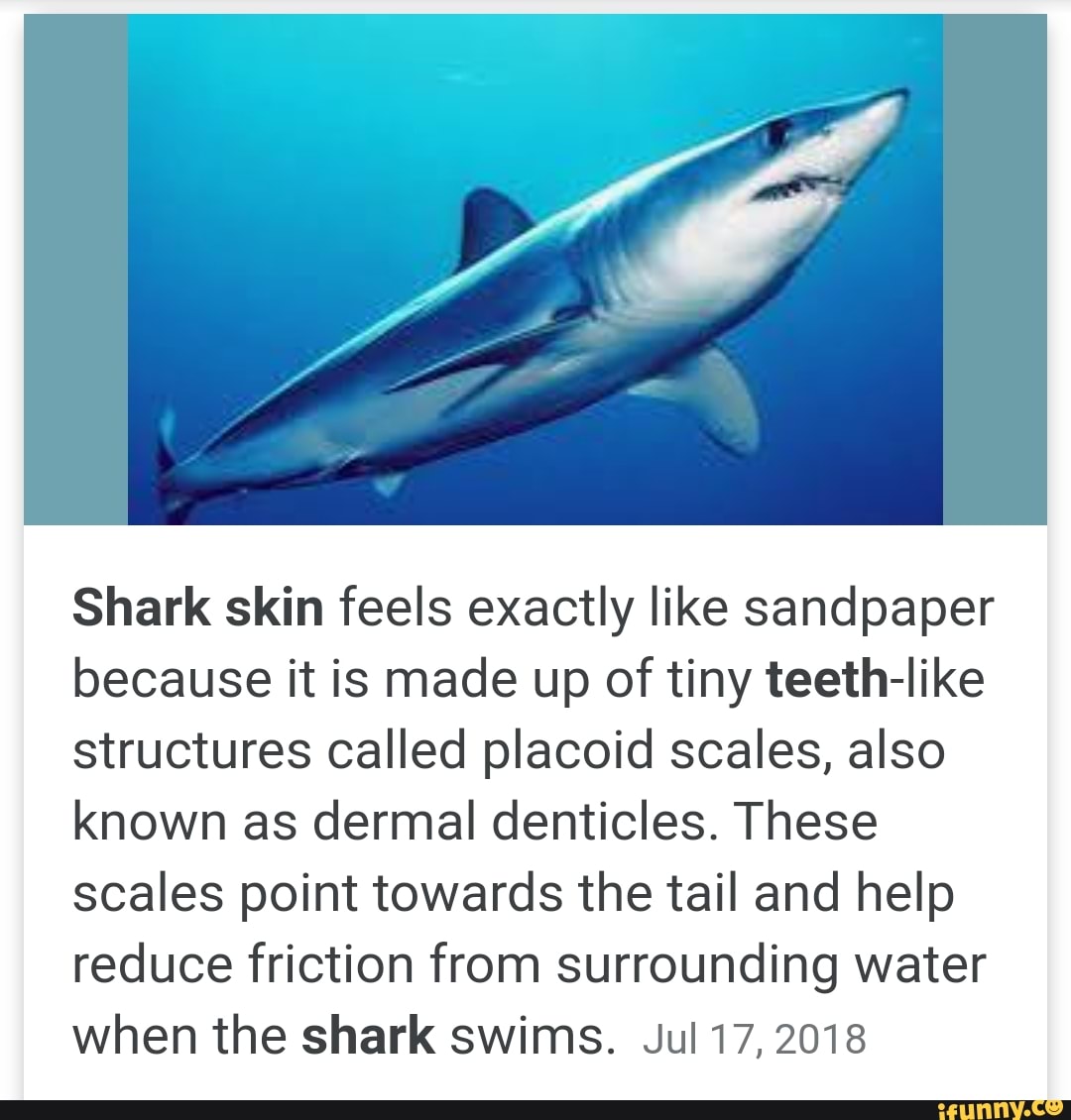 Shark skin feels exactly like sandpaper because it is made up of tiny