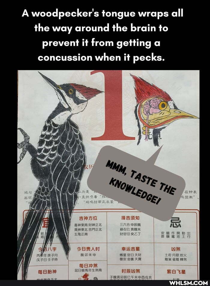 A woodpecker's tongue wraps all
the way around the brain to prevent it from getting a concussion when it pecks.