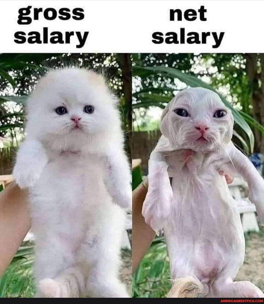 gross net salary salary
oe