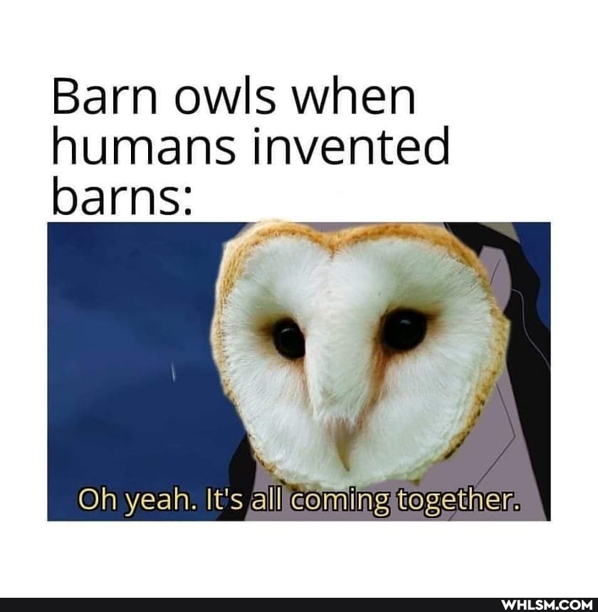Barn owls when humans invented barns:
Oh yeah. It's all coming together.