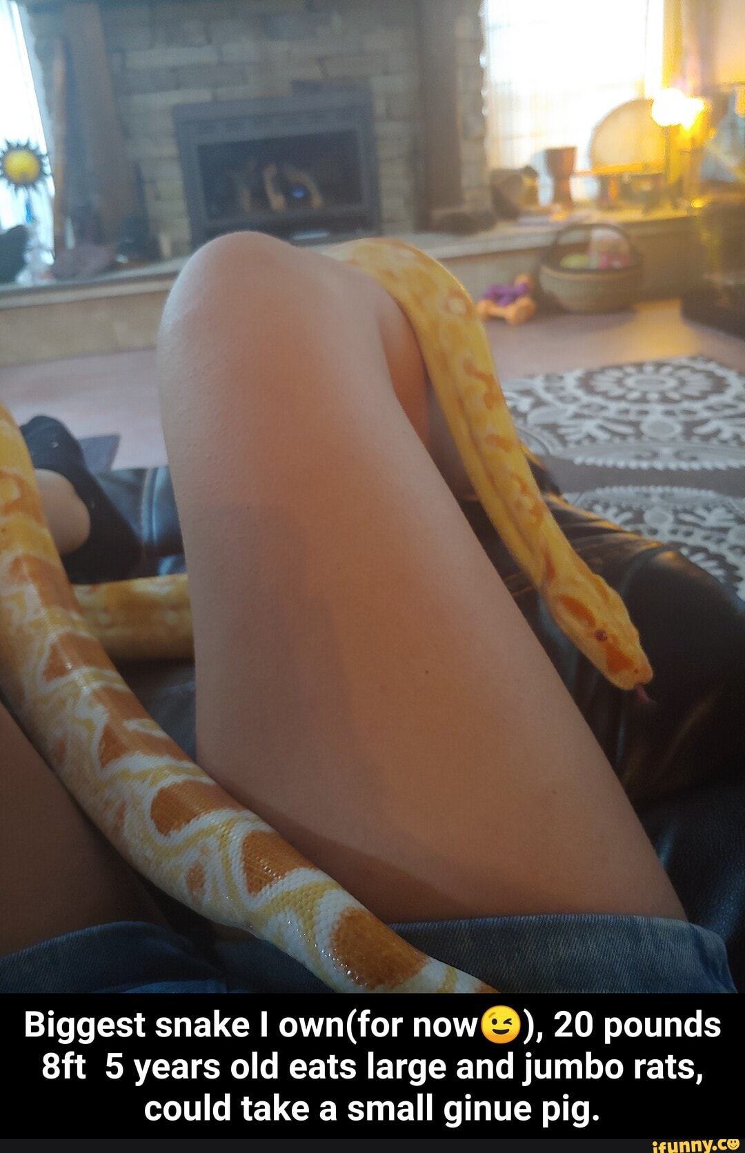 Biggest snake I own(for now®), 20 pounds
8ft 5 years old eats large and jumbo rats,
could take a small ginue pig. - Biggest snake I own(for now😉), 20 pounds 8ft 5 years old eats large and jumbo rats, could take a small ginue pig.