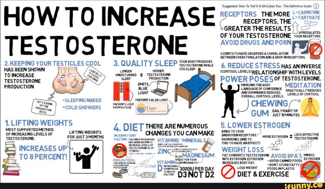 HOW TO INCREASE TESTOSTERONE 2. KEEPING HAS YOUR SHOWN TESTICLES CCCL 3 ...