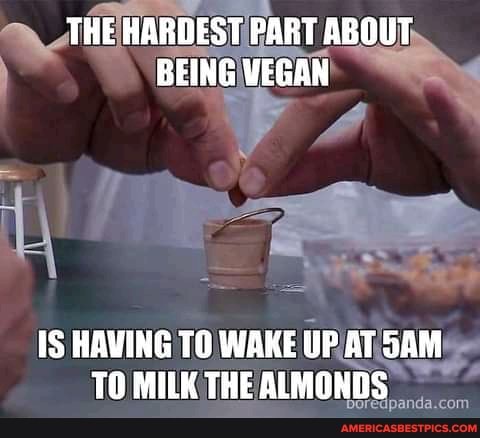 THE HARDEST PART ABOUT BEING WEGAN
HAVING TO WAKE UP AT SAM TO MILK THE ALMONDS