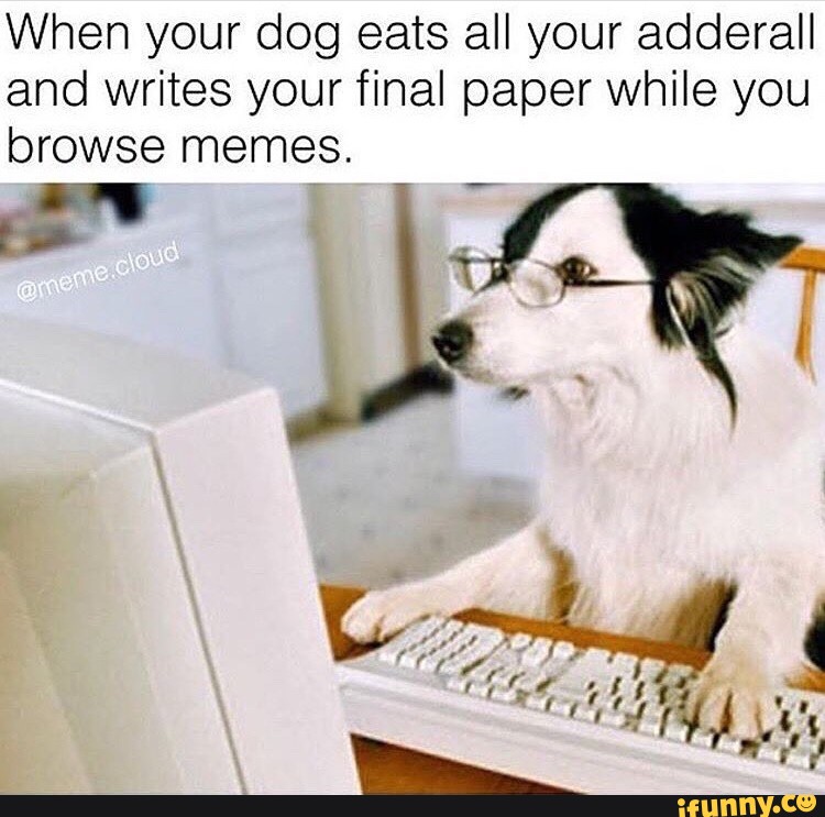 When Your Dog Eats All Your Adderall And Writes Your Final Paper While You Browse Memes