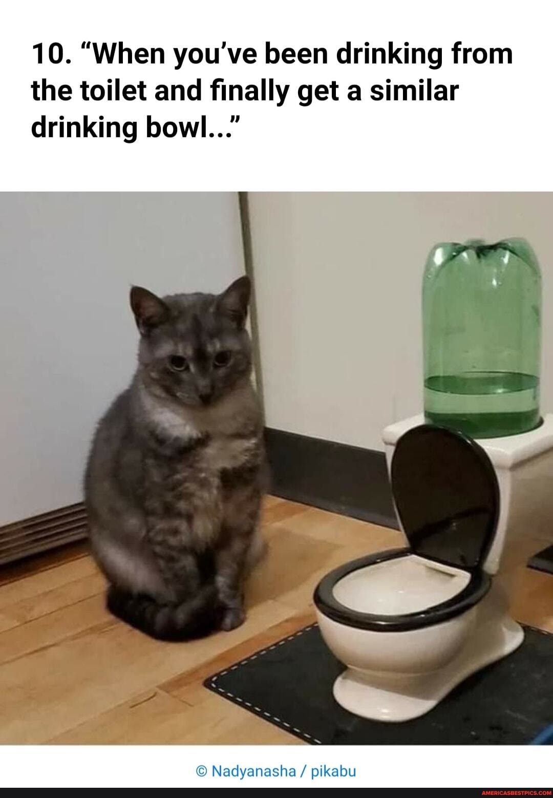10. "When you've been drinking from the toilet and finally get a similar drinking bowl..."
Nadvanasha pikabu
