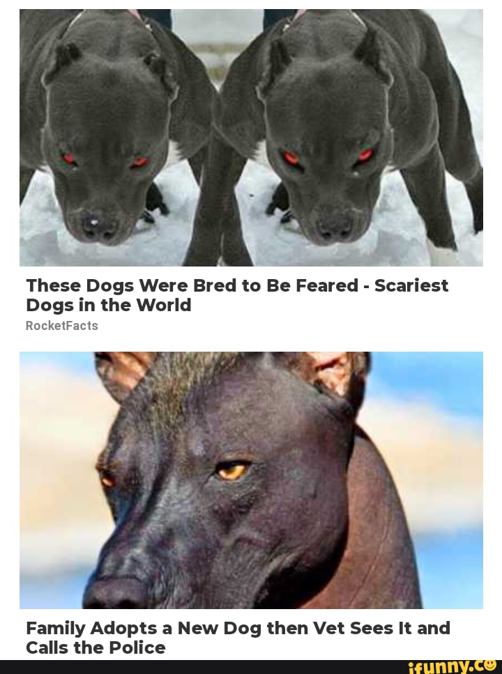 These Dogs Were Bred to Be Feared Scariest Dogs in the World