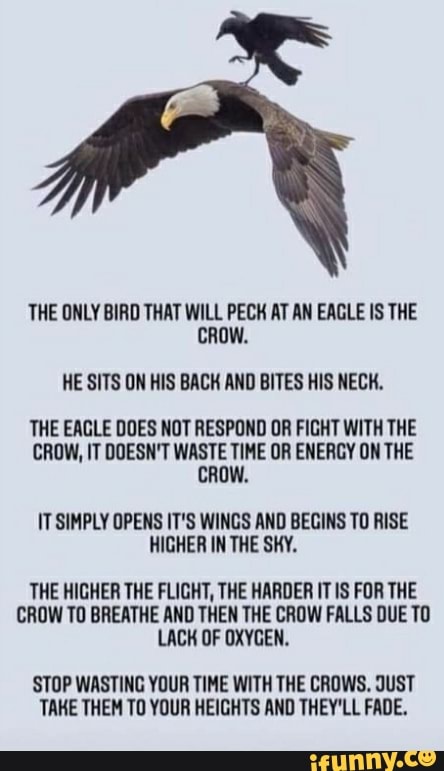 THE ONLY BIRD THAT WILL PECK AT AN EAGLE IS THE CROW. HE SITS ON HIS ...