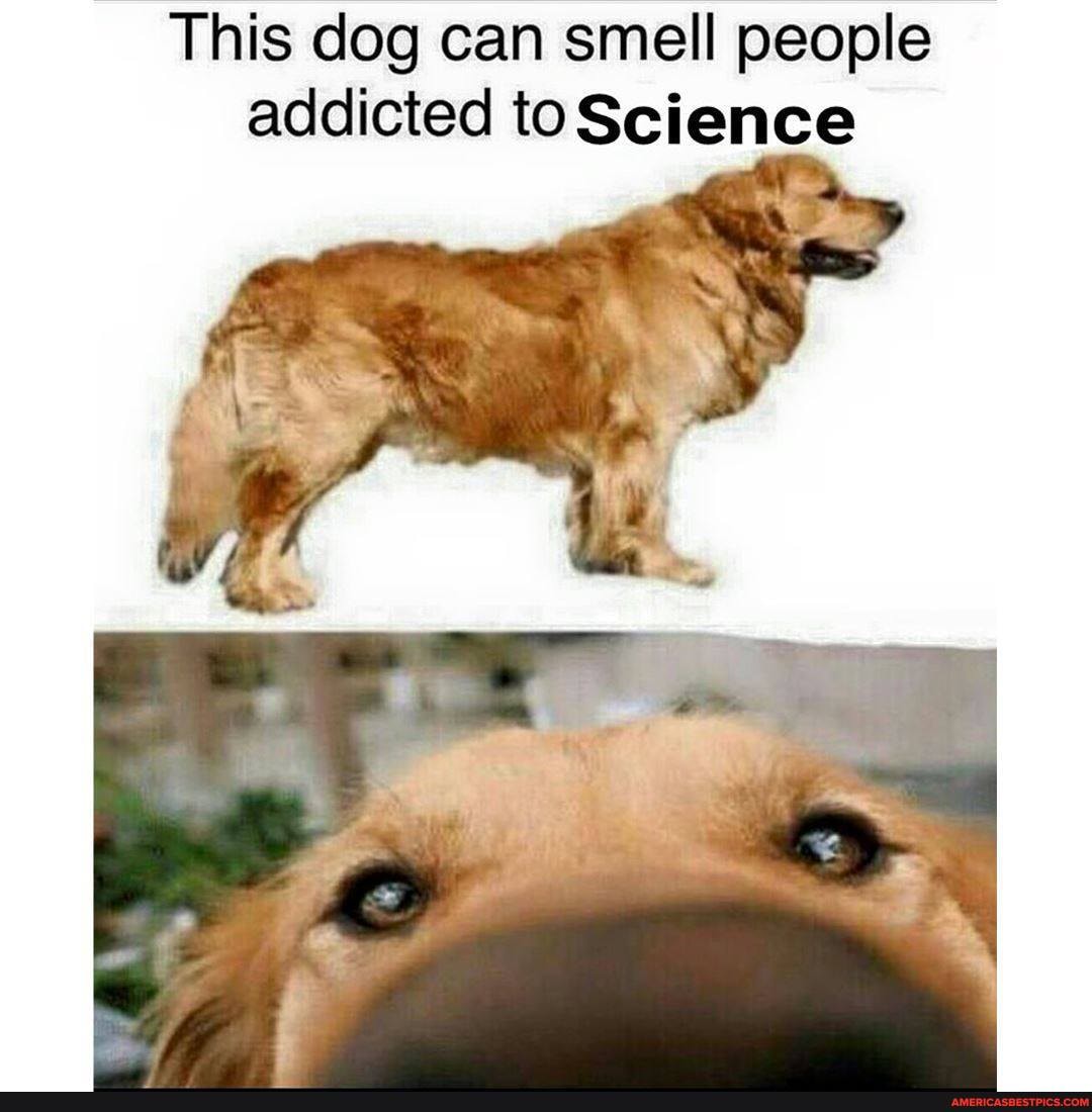 This dog can smell people addicted to Science