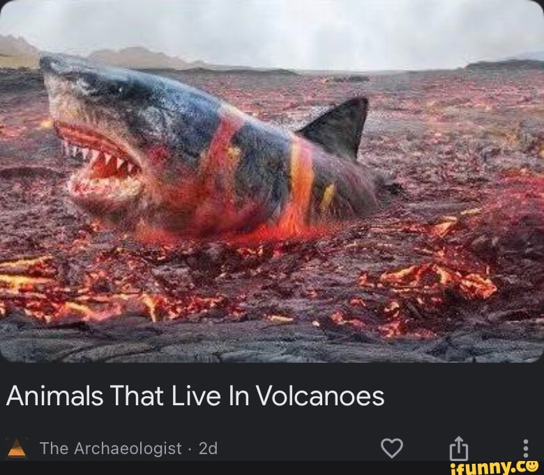 Animals That Live In Volcanoes The Archaeologist iFunny