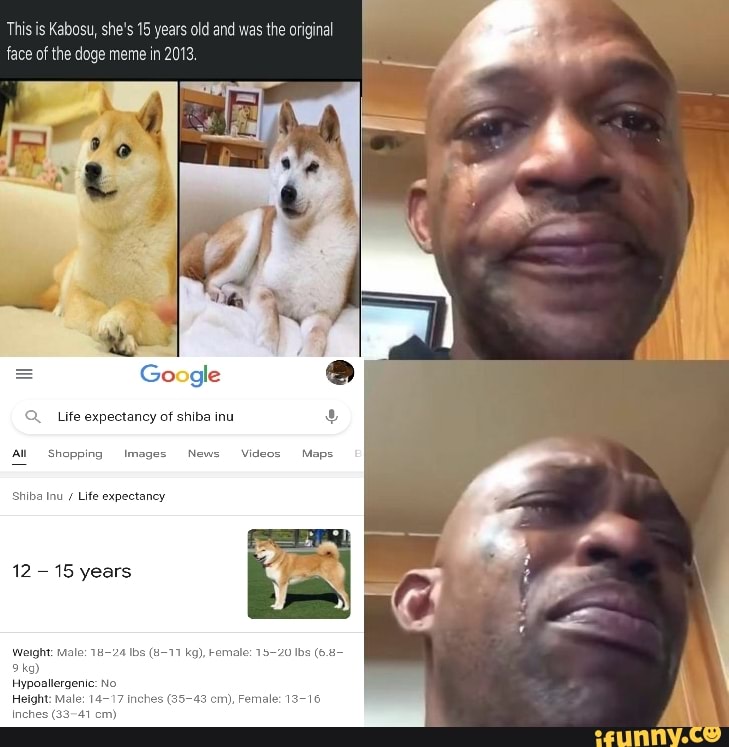 This is Kabosu, she's 15 years old and was the original face of the doge meme in 2013,
Life expectancy of shiba inu
oping Images N
Shiba Inu / Life expectancy
12 15 years
I-11 kg), Female: Ibs (6.88-
Hypoallergenic: Ni
Height: Male: 1 Inches
Inches (33-41