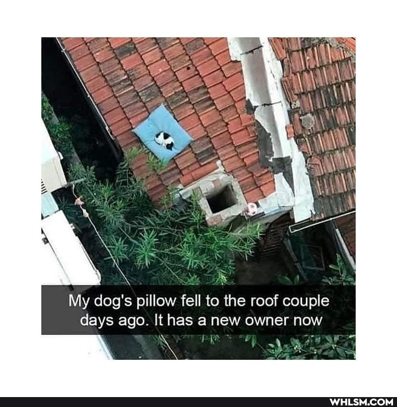 My dog's pillow fell to the roof couple days ago. It has a new owner now