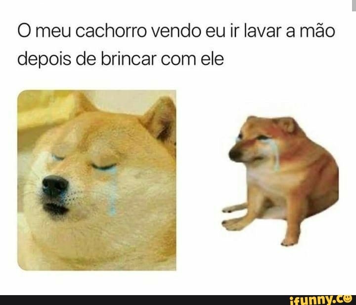 meu cachorro vendo eu ir lavar a mão depois de brincar com ele