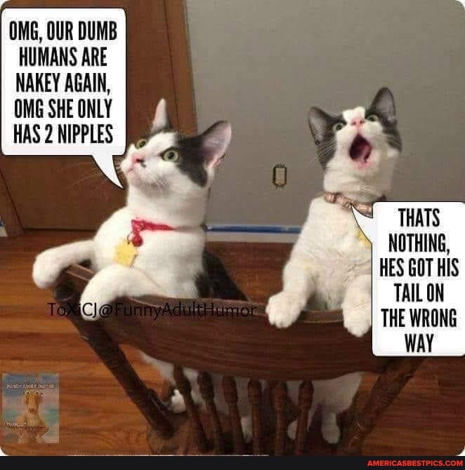 OMG, OUR DUMB HUMANS ARE NAKEY AGAIN,
OMG SHE ONLY HAS 2 NIPPLES
THATS
NOTHING,
HES GOT HIS TAIL ON THE WRONG WAY