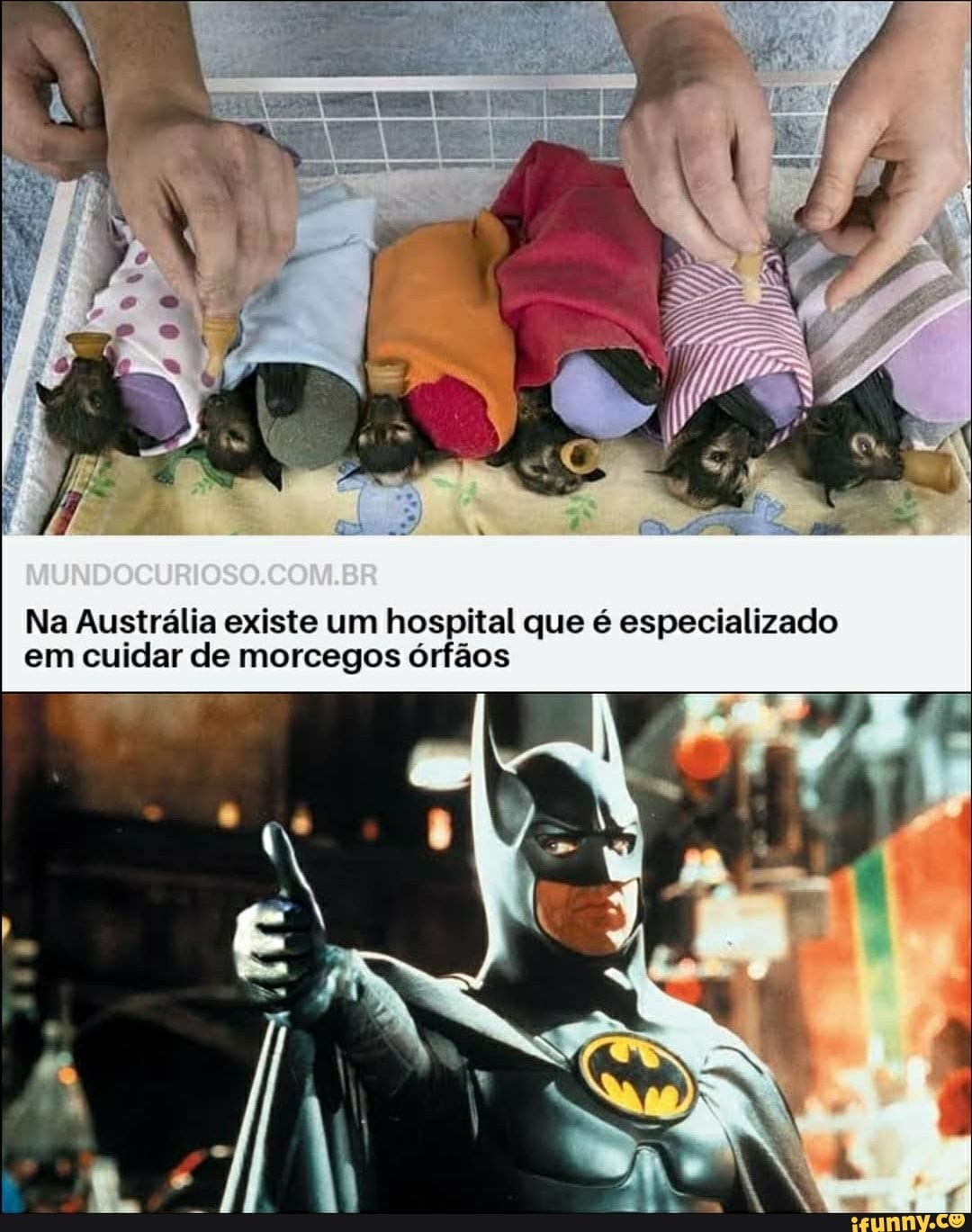 Na Austrália existe um hospital que é especializado
em cuidar de morcegos órfãos
Rad
