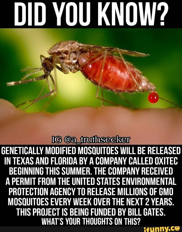 "DID YOU KNOW?
GENETICALLY MODIFIED MOSQUITOES WILL BE RELEASED
IN TEXAS AND FLORIDA BY A COMPANY CALLED OXITEC
BEGINNING THIS SUMMER. THE COMPANY RECEIVED
A PERMIT FROM THE UNITED STATES ENVIRONMENTAL
PROTECTION AGENCY TO RELEASE MILLIONS OF GMO
MOSQUITOES EVERY WEEK OVER THE NEXT 2 YEARS.
THIS PROJECT IS BEING FUNDED BY BILL GATES.
WHAT'S YOUR THOUGHTS ON THIS?