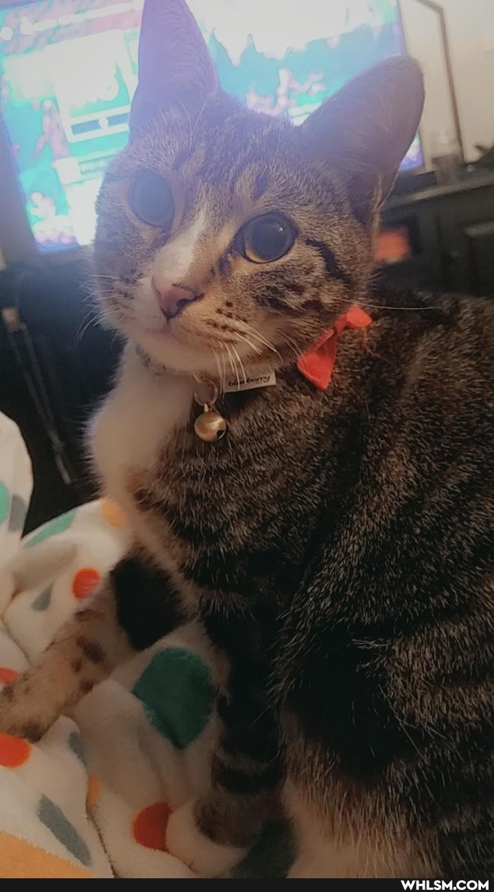 cat, caturday, adorable_as_whlsm, catsareliquid