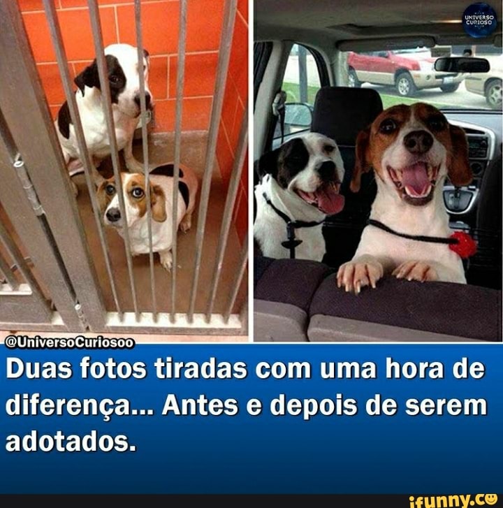 (QUniversoCuriosoo Clniosoo
Duas fotos tiradas com uma hora de diferença... Antes e depois de serem adotados.