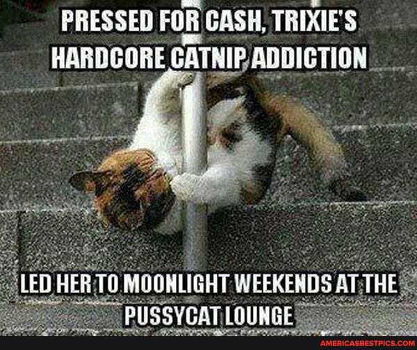 PRESSED GACH. TRIXIES HARDCORE GATRIP SDRICTION
LED HER TO MOOHLIGHT WEERENDS AT THE BUSCYPRAT EE