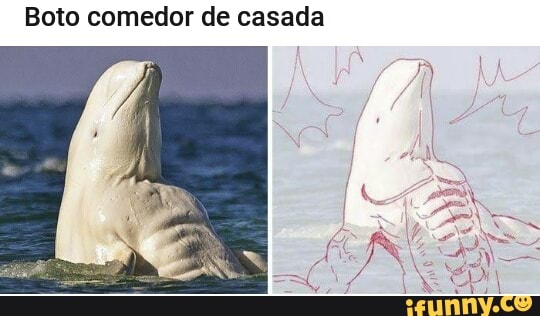 Boto comedor de casada