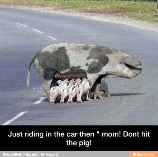 Just riding in the car then mom! Dont hit
the pig! - Just riding in the car then " mom! Dont hit the pig!