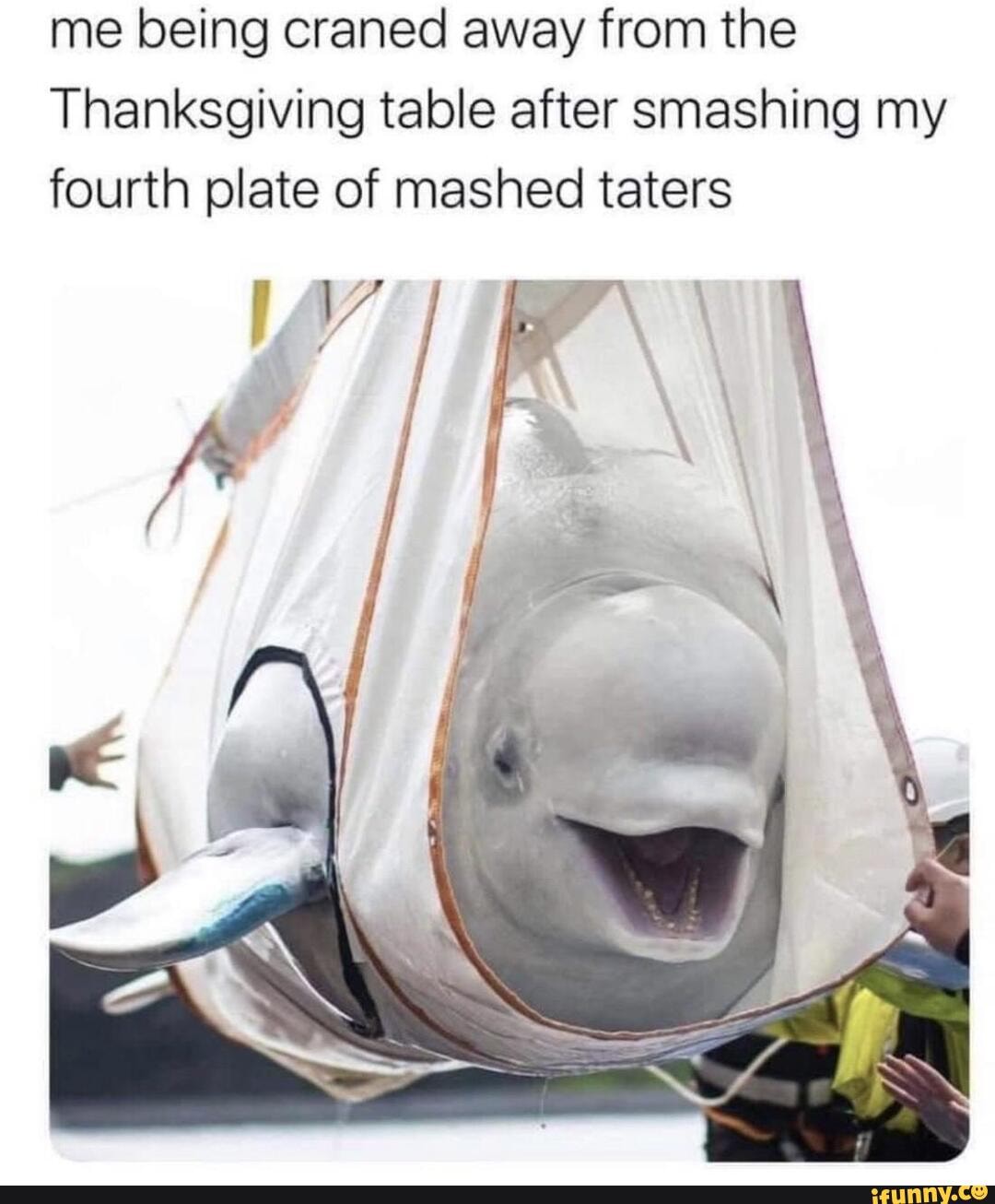 memes. Best Collection of funny pictures on iFunny Brazil