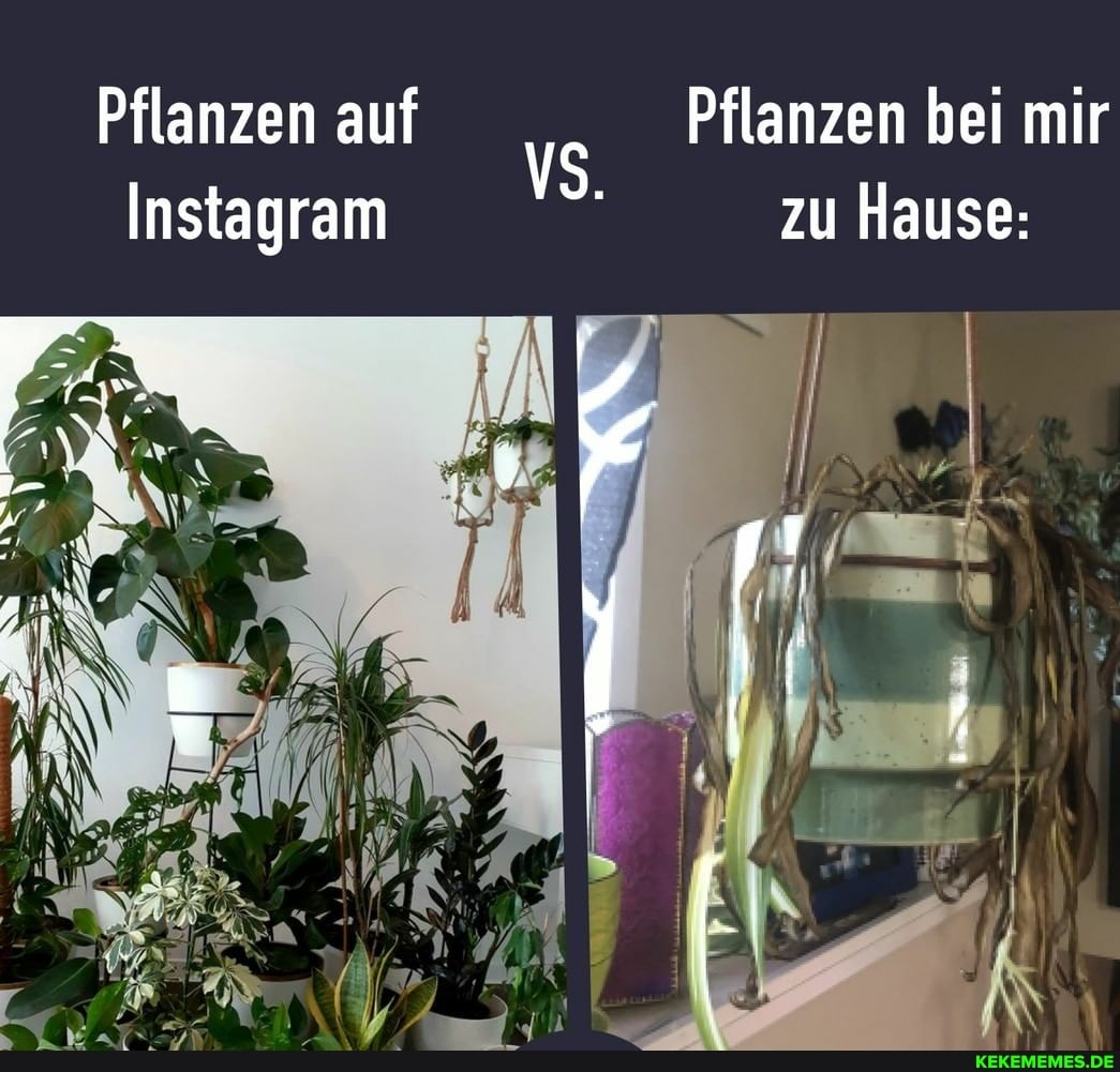 Pflanzen auf Pflanzen bei mir
Instagram zu Hause:
