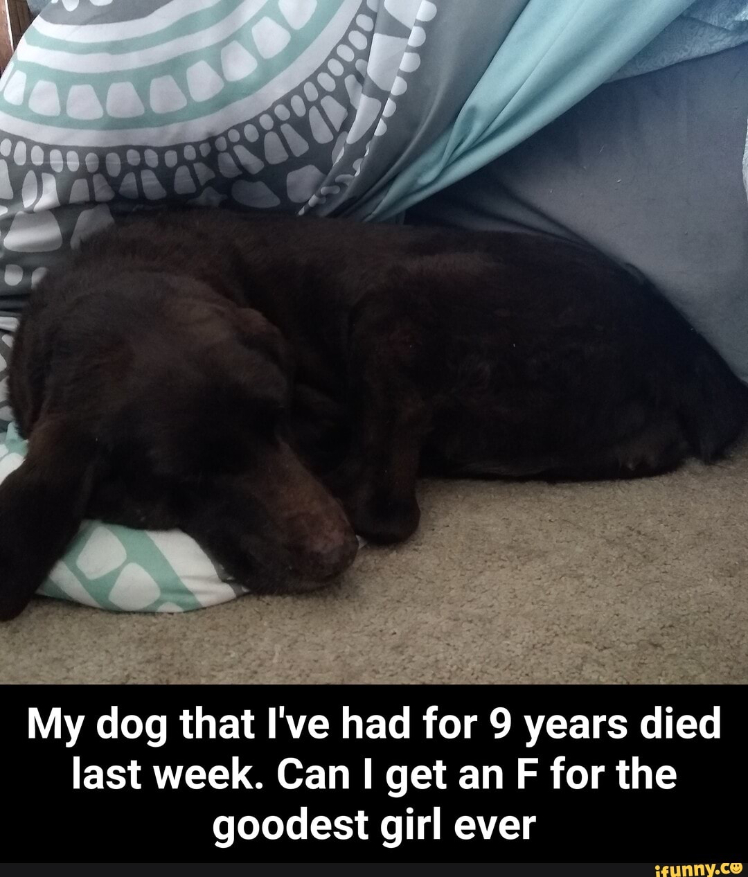 My
dog that I've had for 9 years died
last week. Can I get an F for the
goodest girl ever - My dog that I've had for 9 years died last week. Can I get an F for the goodest girl ever