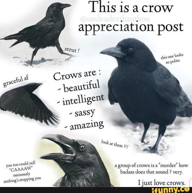 Crow memes. Best Collection of funny Crow pictures on iFunny
