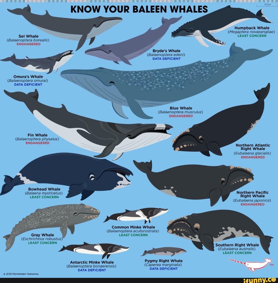 KNOW YOUR BALEEN WHALES Humpback Whale (Megaptera novaeangliae) Sei