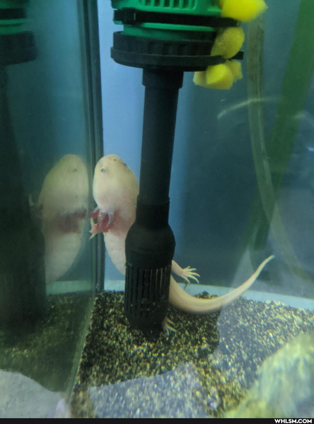 pets, axolotl