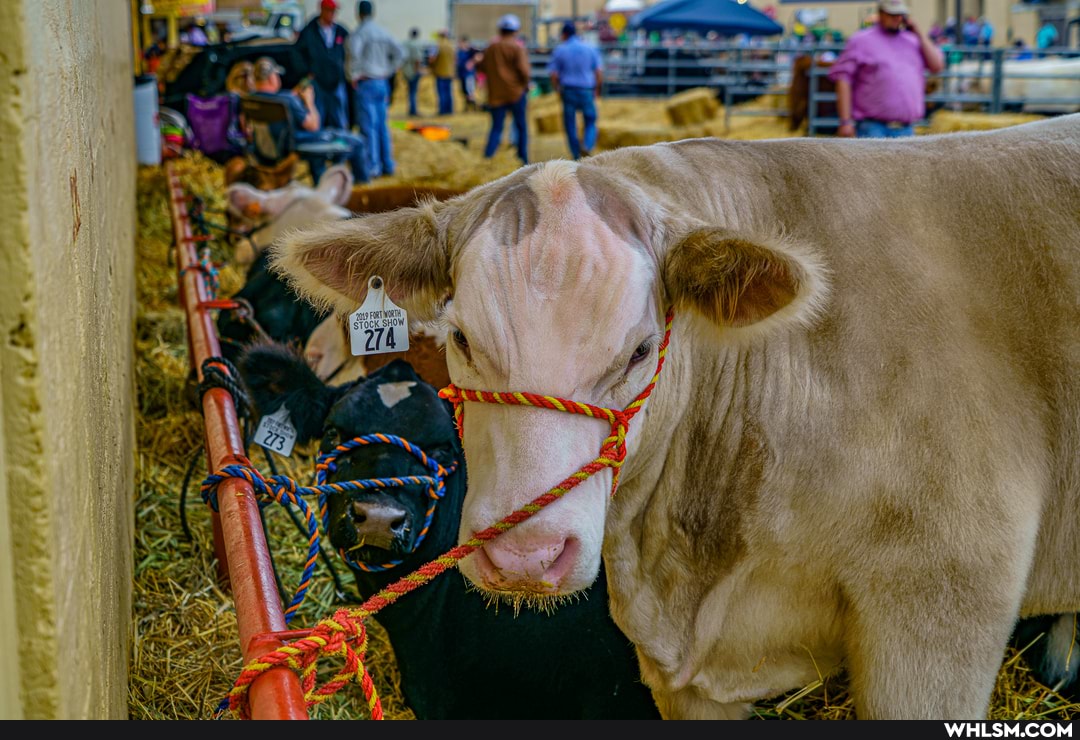 texas, photography, pets, cow
