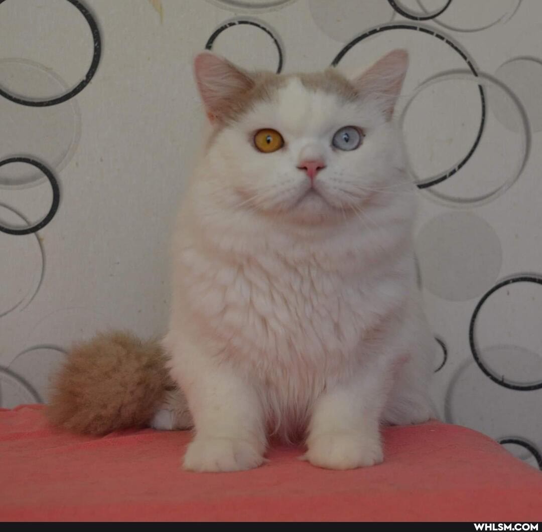 cats, pets, cute_animal