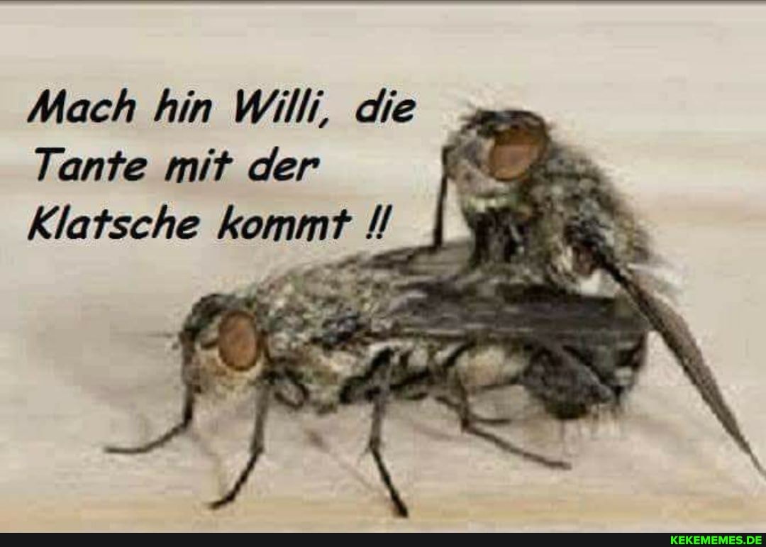 Mach hin Willi, die
Tante mit der
Klatsche kommt EN