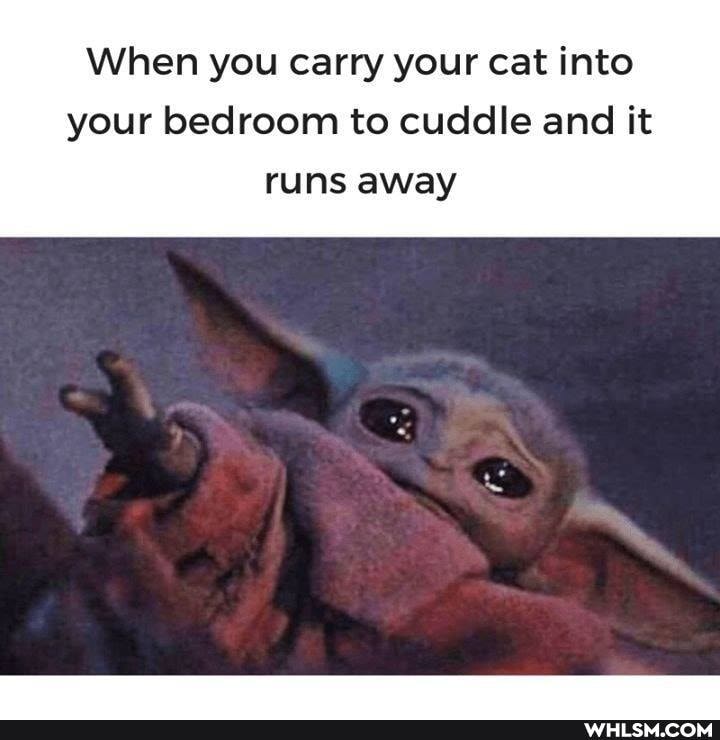 When you carry your cat into
your bedroom to cuddle and it runs away
