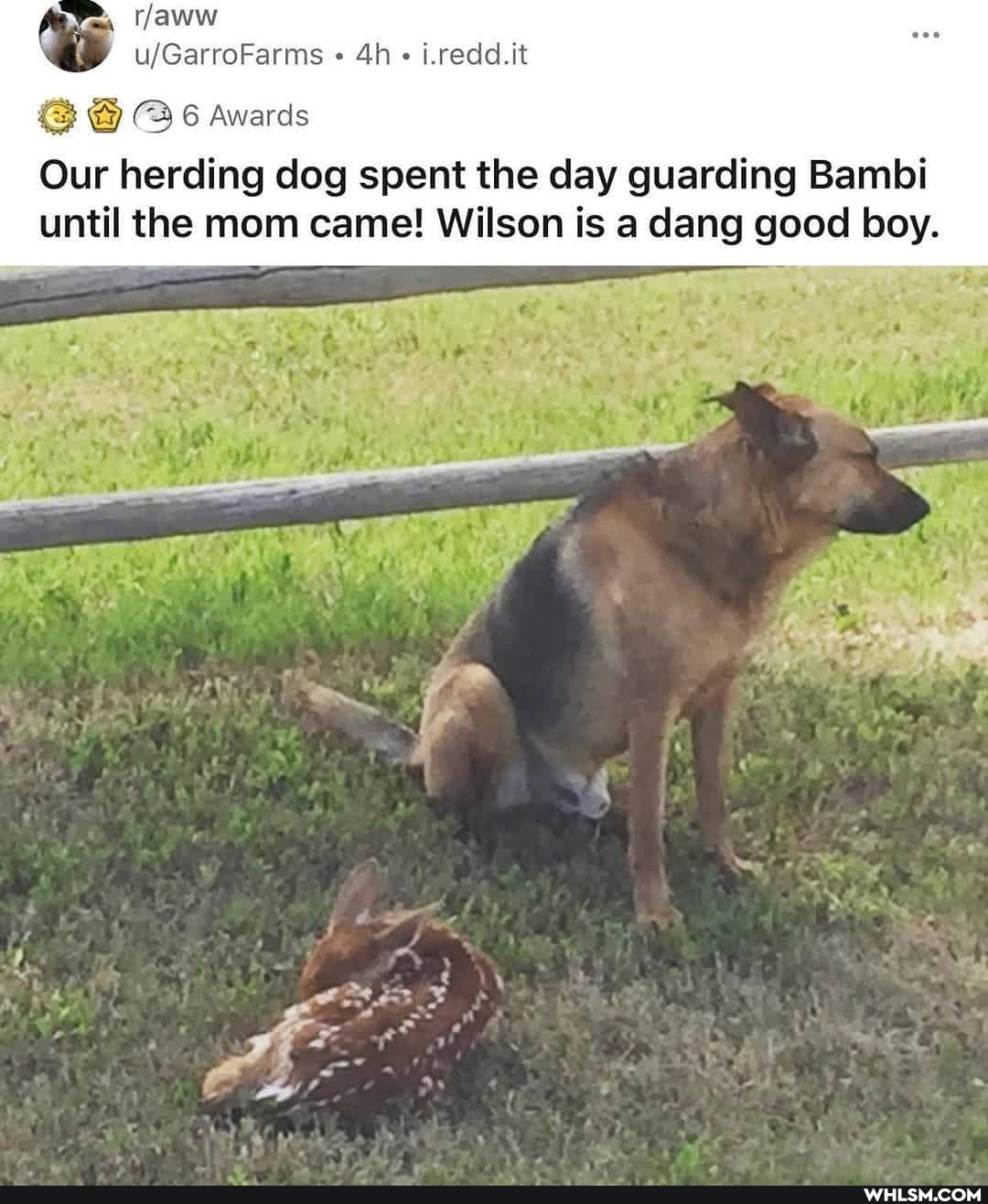 6 awards
i.redd.it
Our herding dog spent the day guarding Bambi until the mom came! Wilson is a dang good boy.