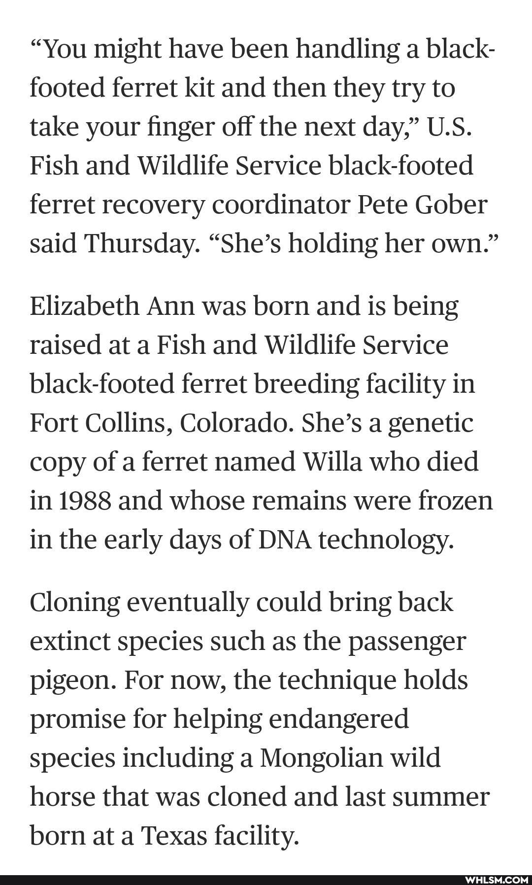 "You might have been handling a black- footed ferret kit and then they try to take your finger off the next day," U.S.
Fish and Wildlife Service black-footed ferret recovery coordinator Pete Gober said Thursday. "She's holding her own."
Elizabeth Ann was born and is being raised at a Fish and Wildlife Service black-footed ferret breeding facility in
Fort Collins, Colorado. She's a genetic copy of a ferret named Willa who died in 1988 and whose remains were frozen in the early days of DNA technology.
Cloning eventually could bring back extinct species such as the passenger pigeon. For now, the technique holds promise for helping endangered species including a Mongolian wild horse that was cloned and last summer born at a Texas facility.
