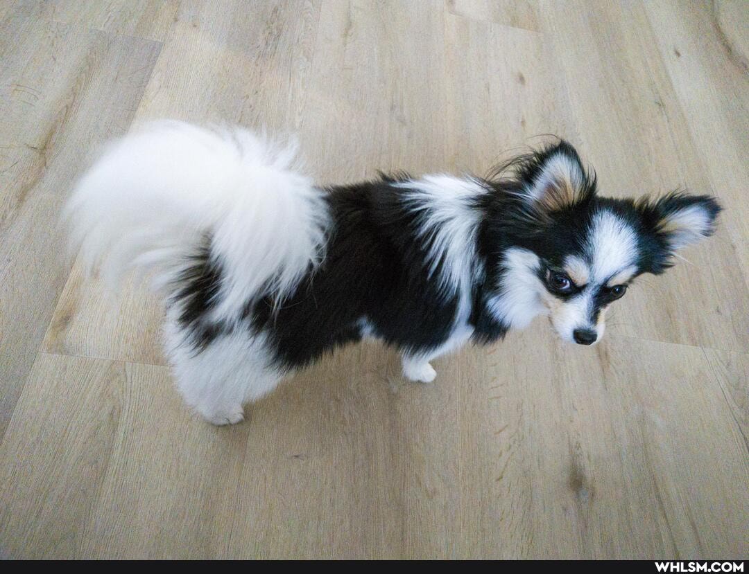 aww, dog, funny