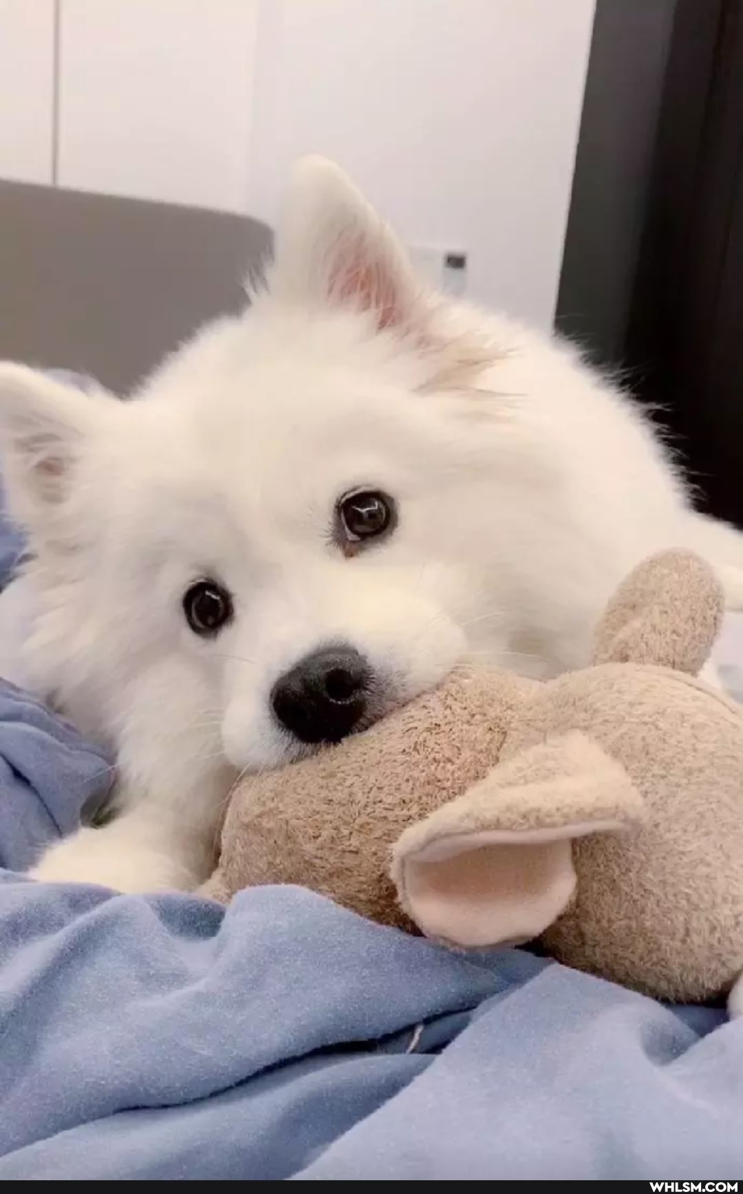 aww, dogs, funny