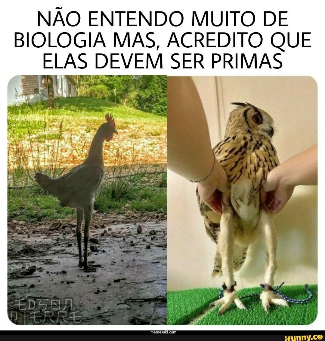 NÃO ENTENDO MUITO DE BIOLOGIA MAS, ACREDITO QUE ELAS DEVEM SER PRIMAS
cs