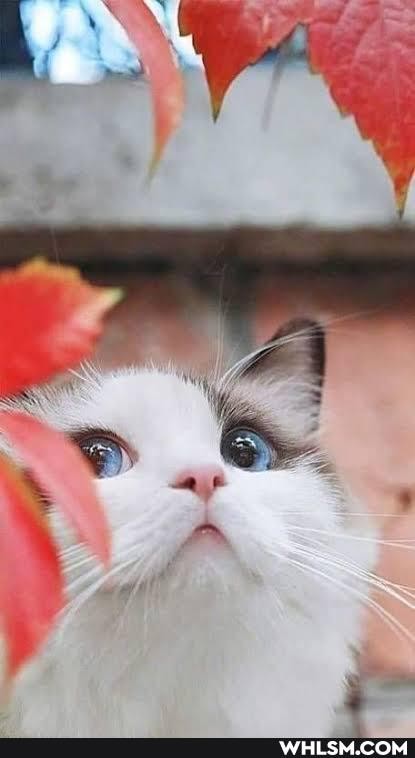 cat, cats, kitten, kittens