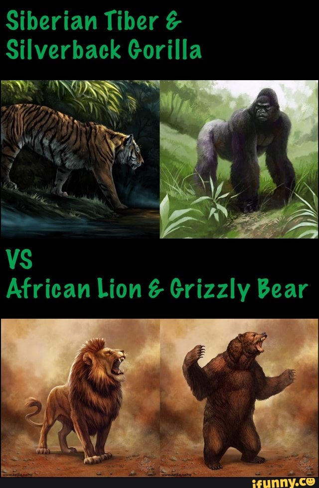 Siberian Tiber &
Silverback Gorilla
YY RA