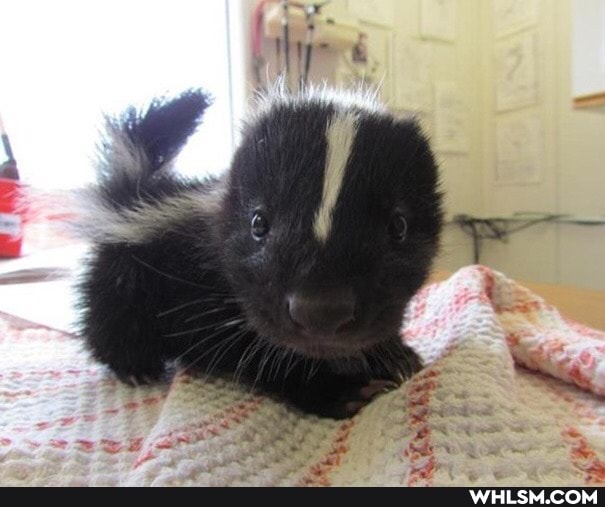 aww, cuteness_overload, baby_animals, cute_animal, nature