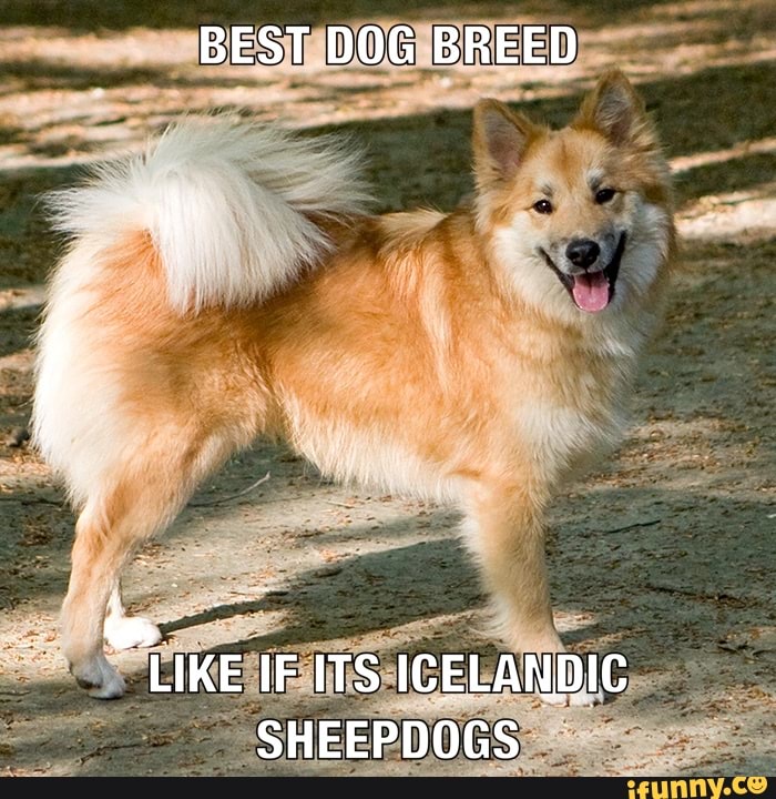 BEST DOG BREED
LIKE IF ITS ICELANDIC SHEEPDOGS