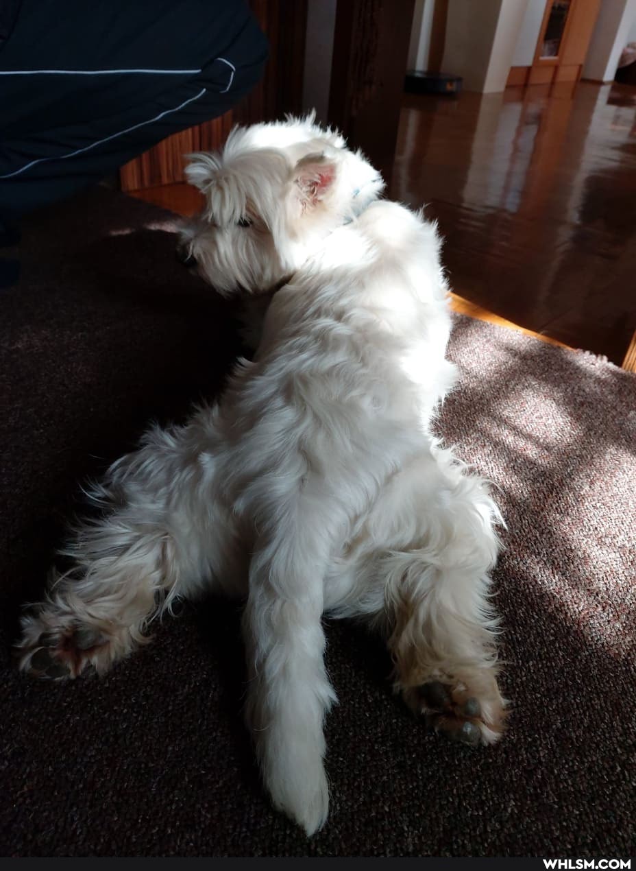 dog, westie, sleeping, laying
