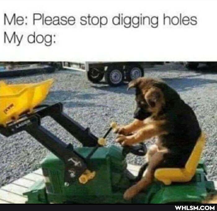 Me: Please stop digging holes dag: